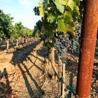 5 Wineries To Visit in Napa Valley