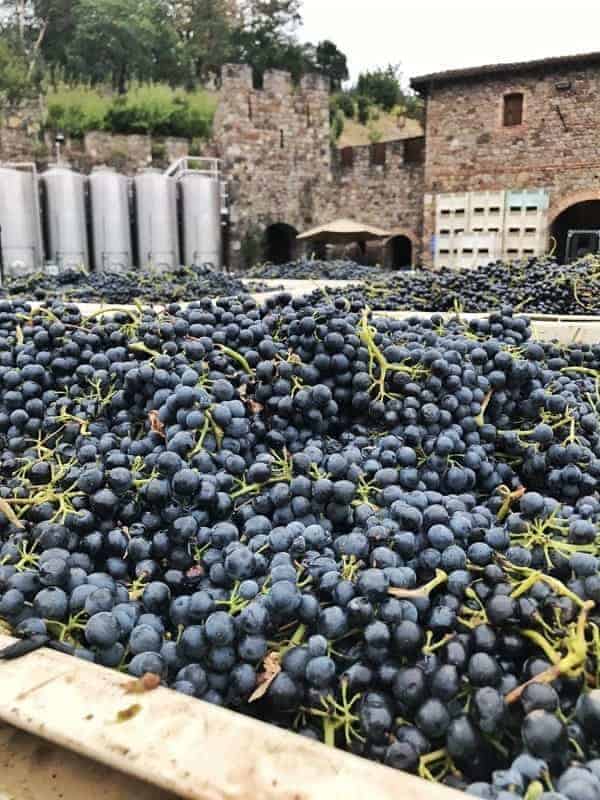 A close up of grapes ready to be made into wine.