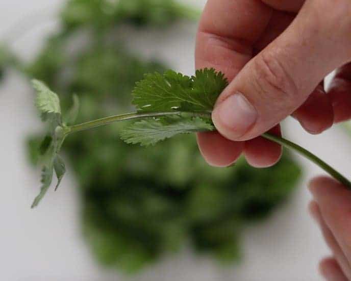 One stem of cilantro held in a hand with fingers grabbing below a cilantro leaf. There is a bunch of blurred out cilantro on a white surface below.