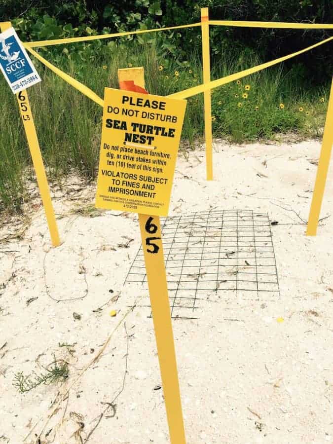 sea turtle nesting on sanibel island