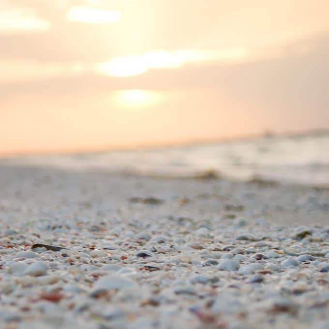 shells on Sanibel Island beach