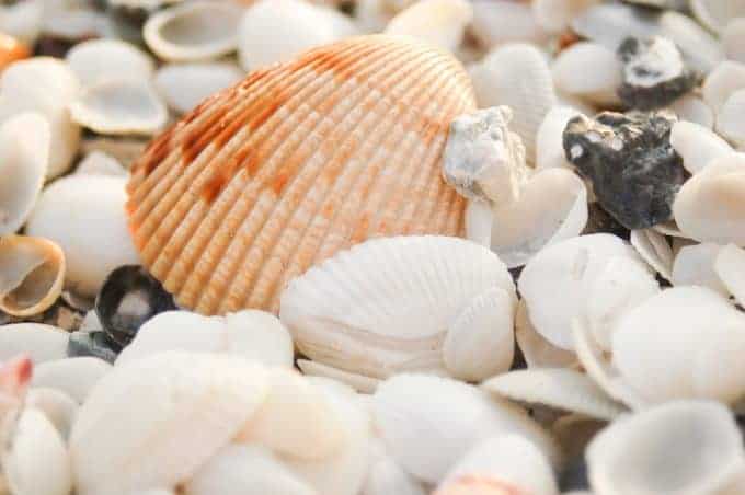 close up of sea shells