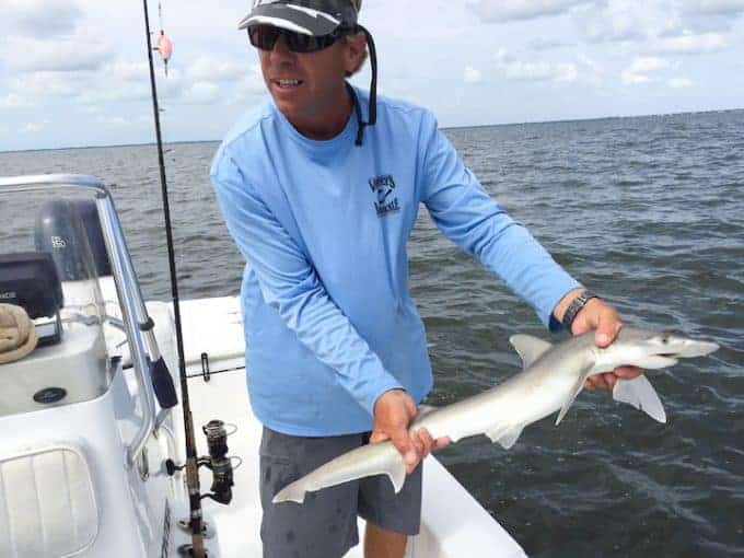 Finish guide holding small shark in waters of sanibel island florida