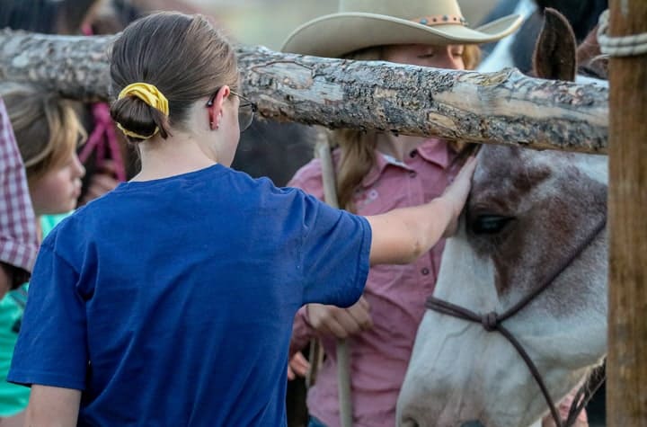 a little girl petting a horse through a wooden fence.