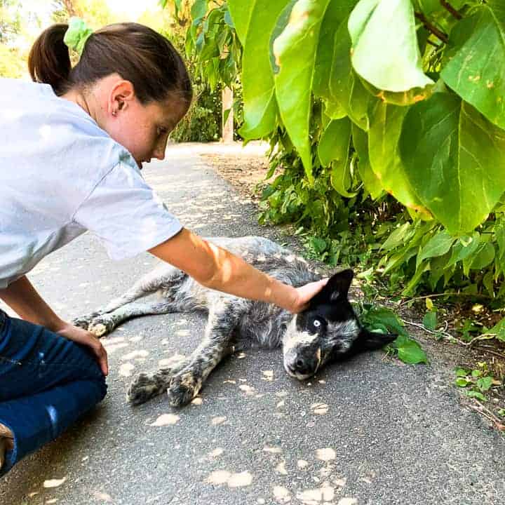 a girl petting a white and black dog laying down in the shade.