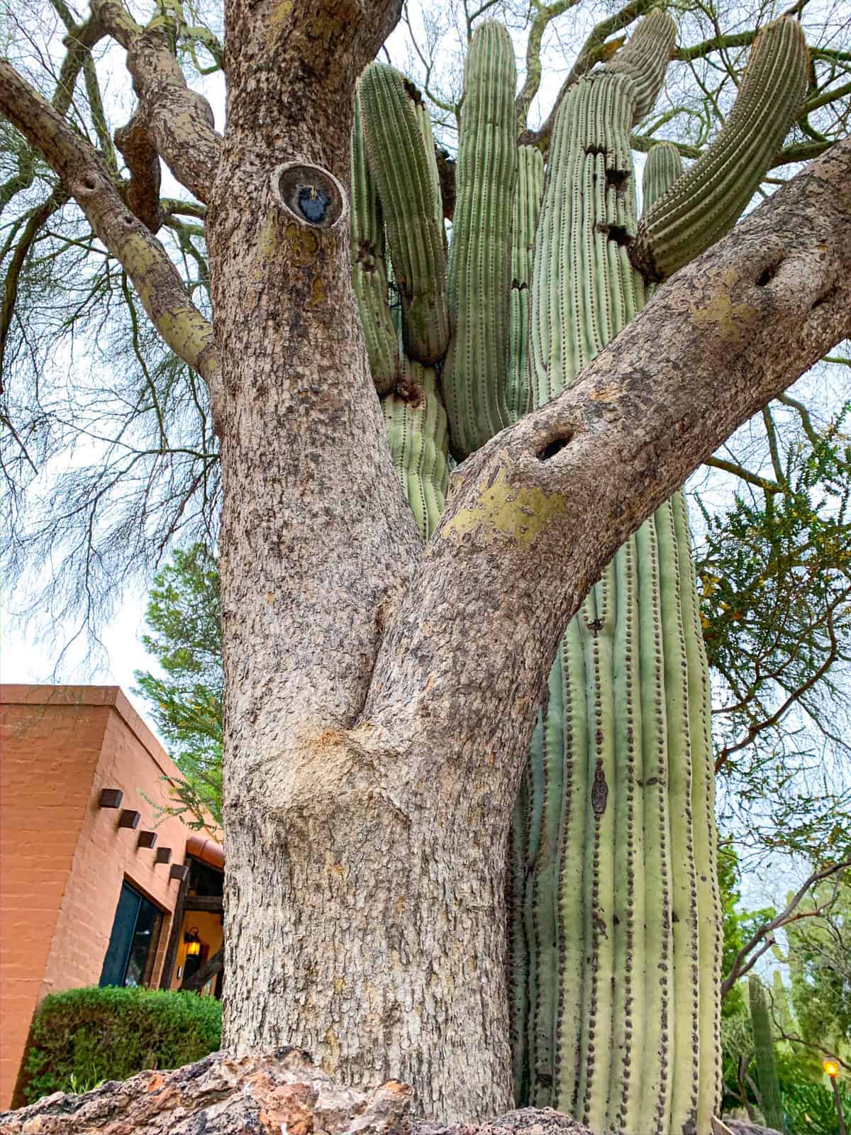 White Stallion Ranch, the Best All-Inclusive Resort in Arizona showing the scenery located around the ranch, which included cacti and trees.