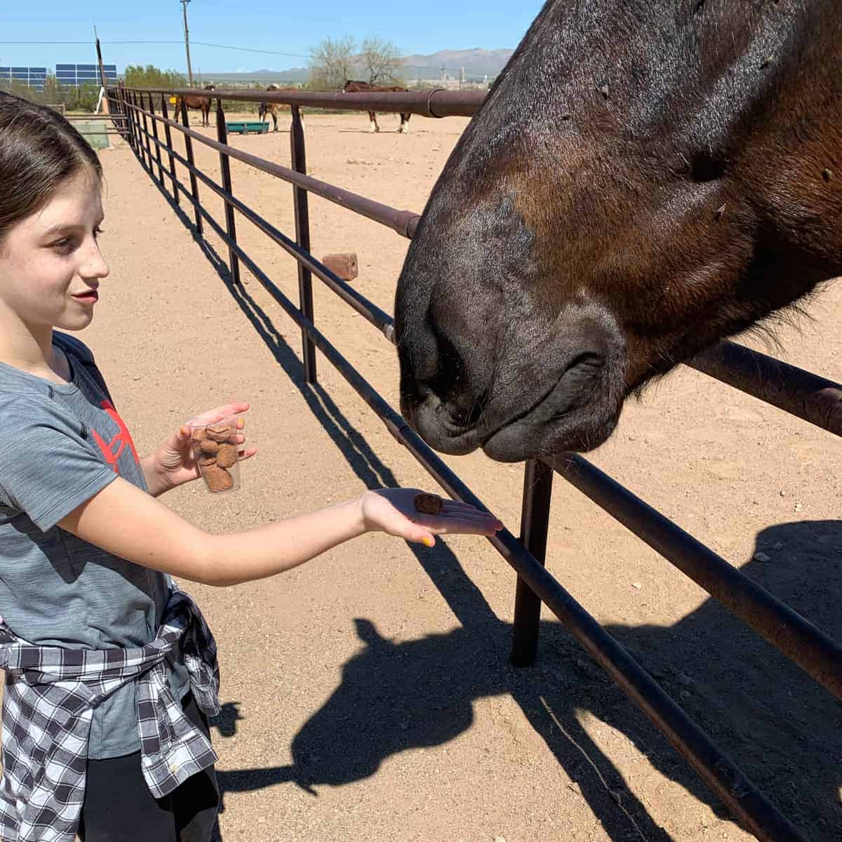 White Stallion Ranch, the Best All-Inclusive Resort in Arizona showing a young girl feeding a treat to a brown horse.