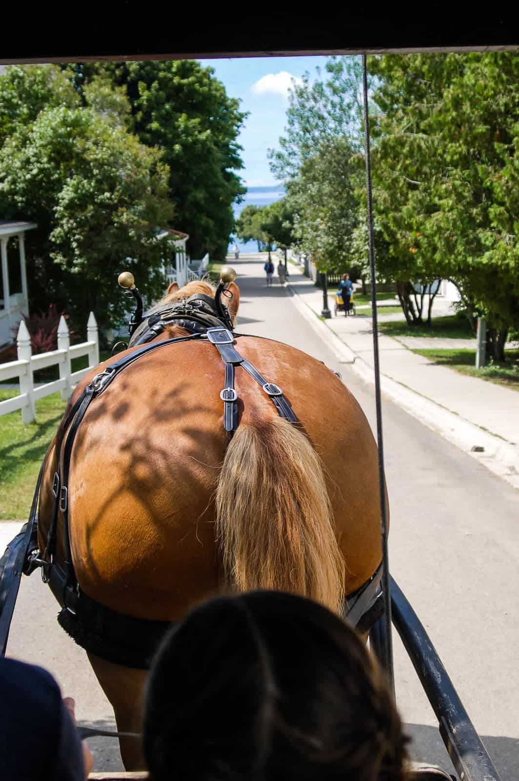 horse drawn carriage