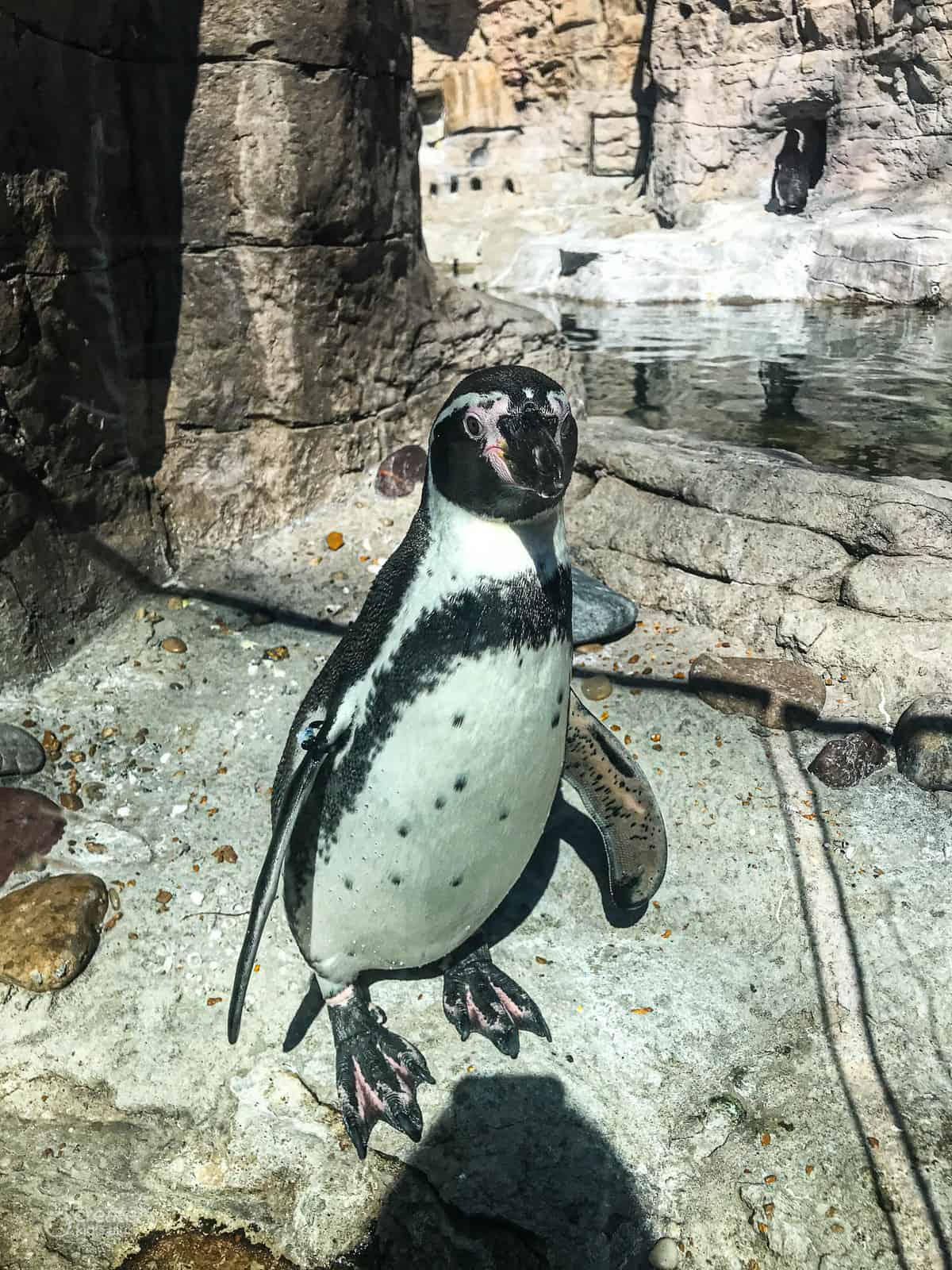 penguin at the st. louis zoo