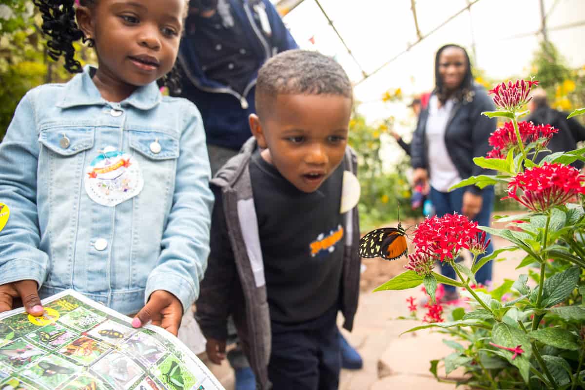 kids looking at butterflies