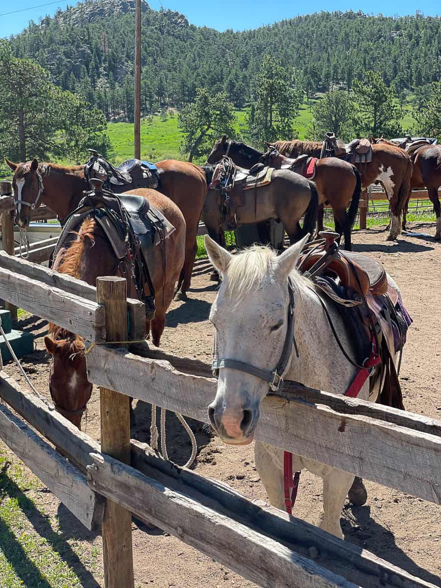 horses in a fenced area