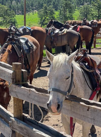 horses in a fenced area