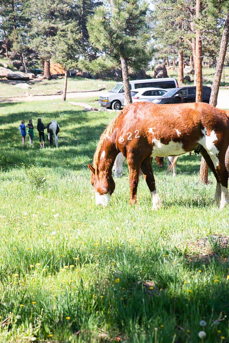 horse eating grass in a pasture